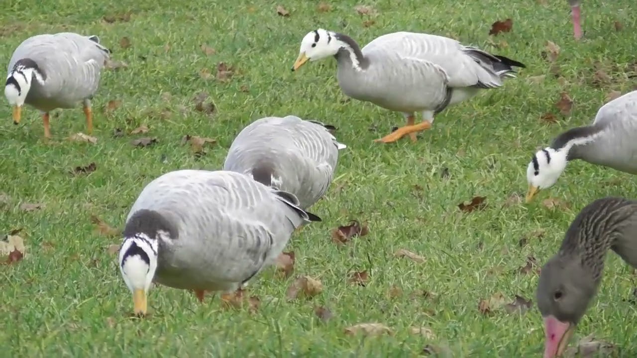 Among the Bar-headed goose ; Unter den Streifengänse ; Printre gâștele indiene