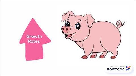 Farrowing Crates Video