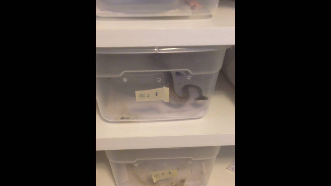 camera iphone 8 plus apk Are your Rhino Ratsnake babies eating well?
