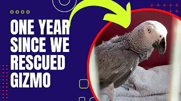 Gizmo's One Year Bird Rescue Story: Free From A Cage Of 16 Years!!