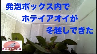 寒い北陸でもホテイアオイが越冬できた Youtube