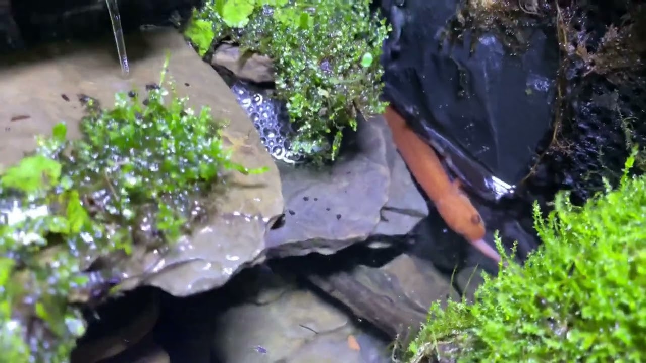 Young Salamander Feeding