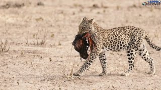 Wildlife: amazing leopard