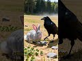 The Crow and the Bitter Nut I #Animation #Friendship #LifeLessons #CrowStory #disney #kidssongs