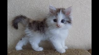 Наш новый питомец - КОТЕНОК! Наш новый питомец - КОТЕНОК!