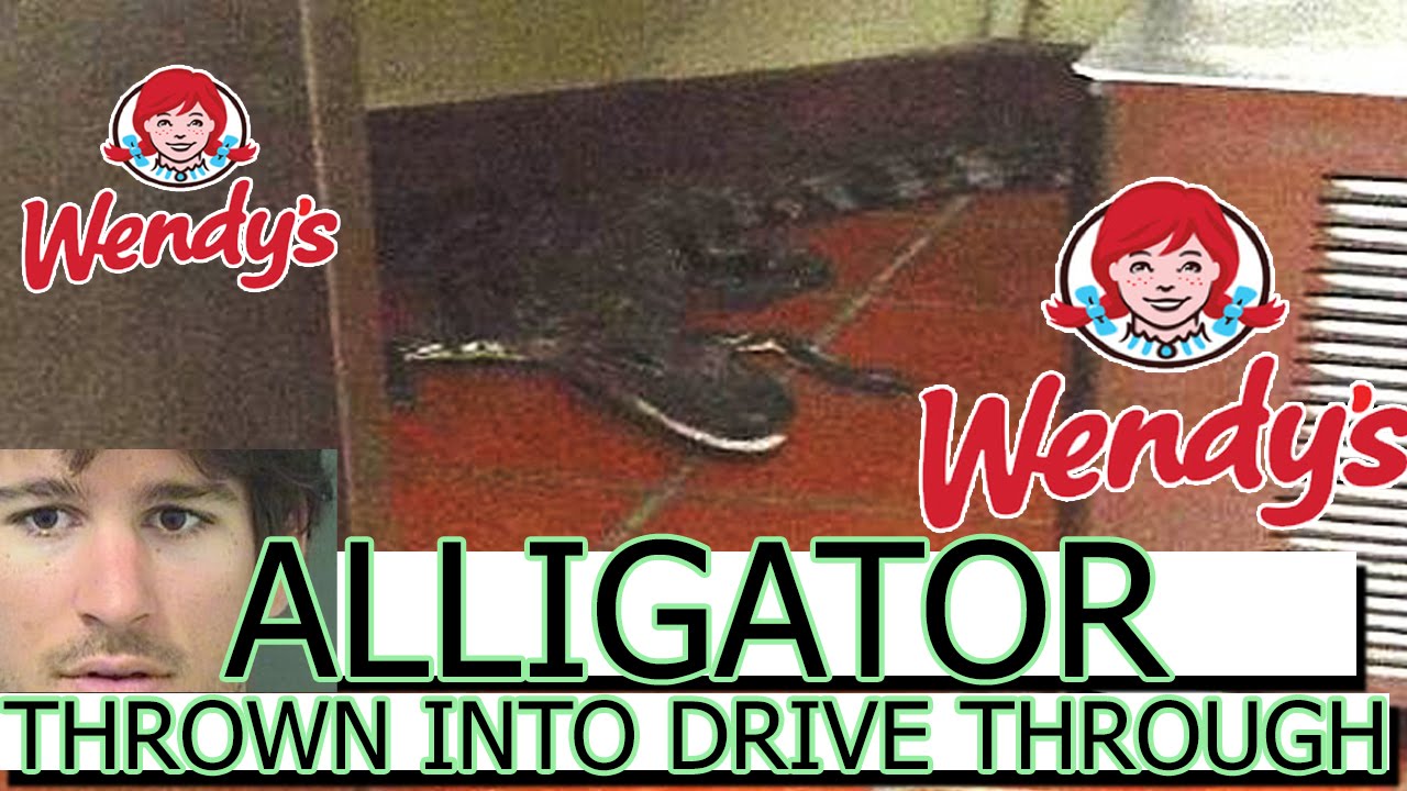 Alligator thrown into Wendy's drive through FLORIDA YouTube