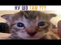 НУ ШО ТАМ С ЕДОЙ?))) Приколы с котами | Мемозг 822
