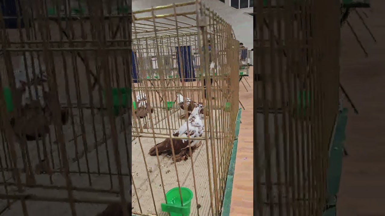 Podkarpacka wystawa  gołębi drobiu i Królików 2026 Zarzecze