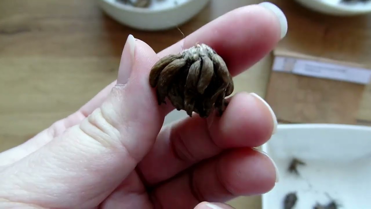 Starting Ranunculus | Vėdrynų auginimas | 1 dalis