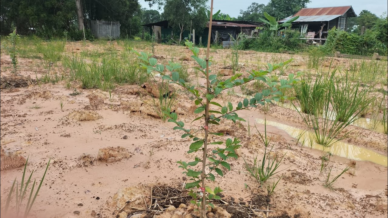พาชมต้นพุทราปลูกใหม่ครบ 1 เดือน