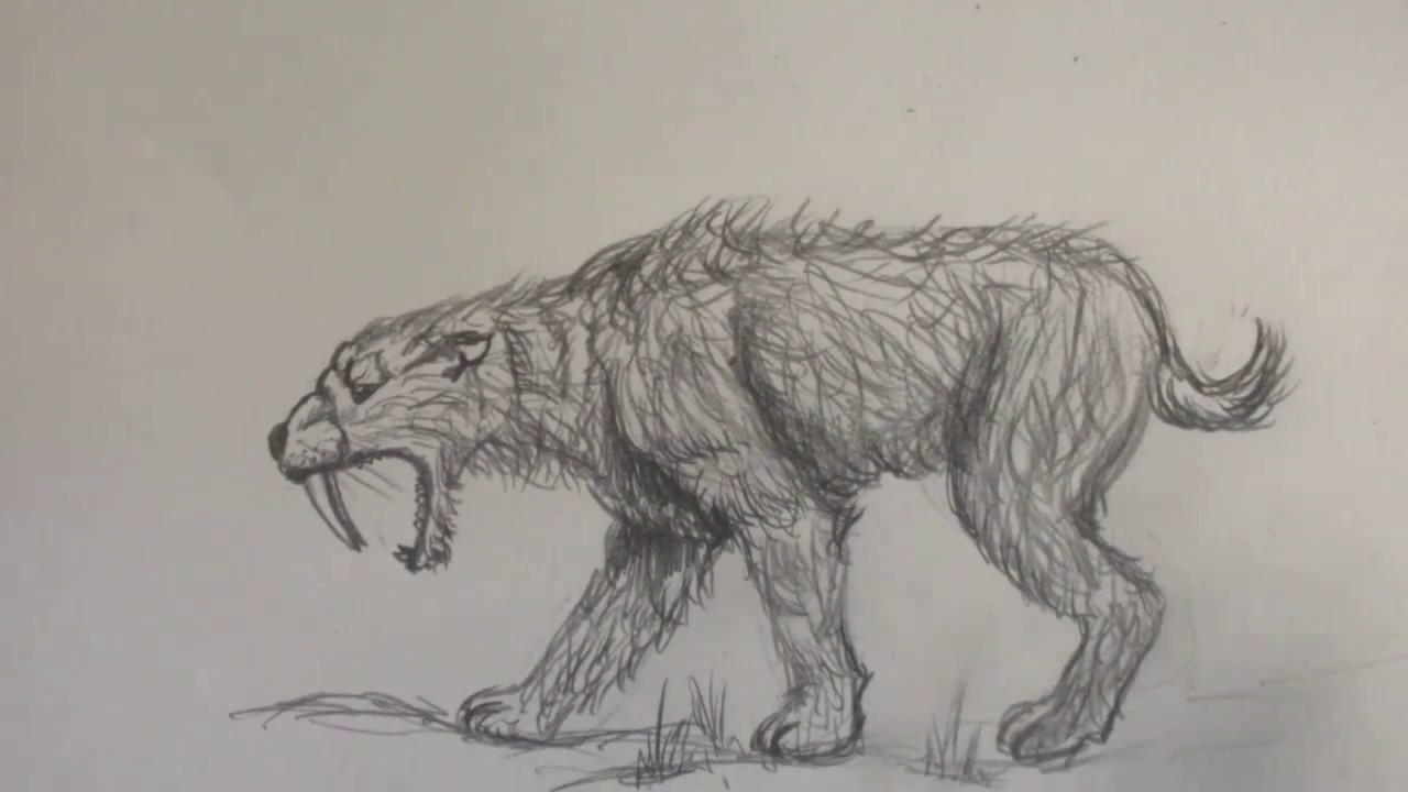 Saber Tooth Cat Drawing