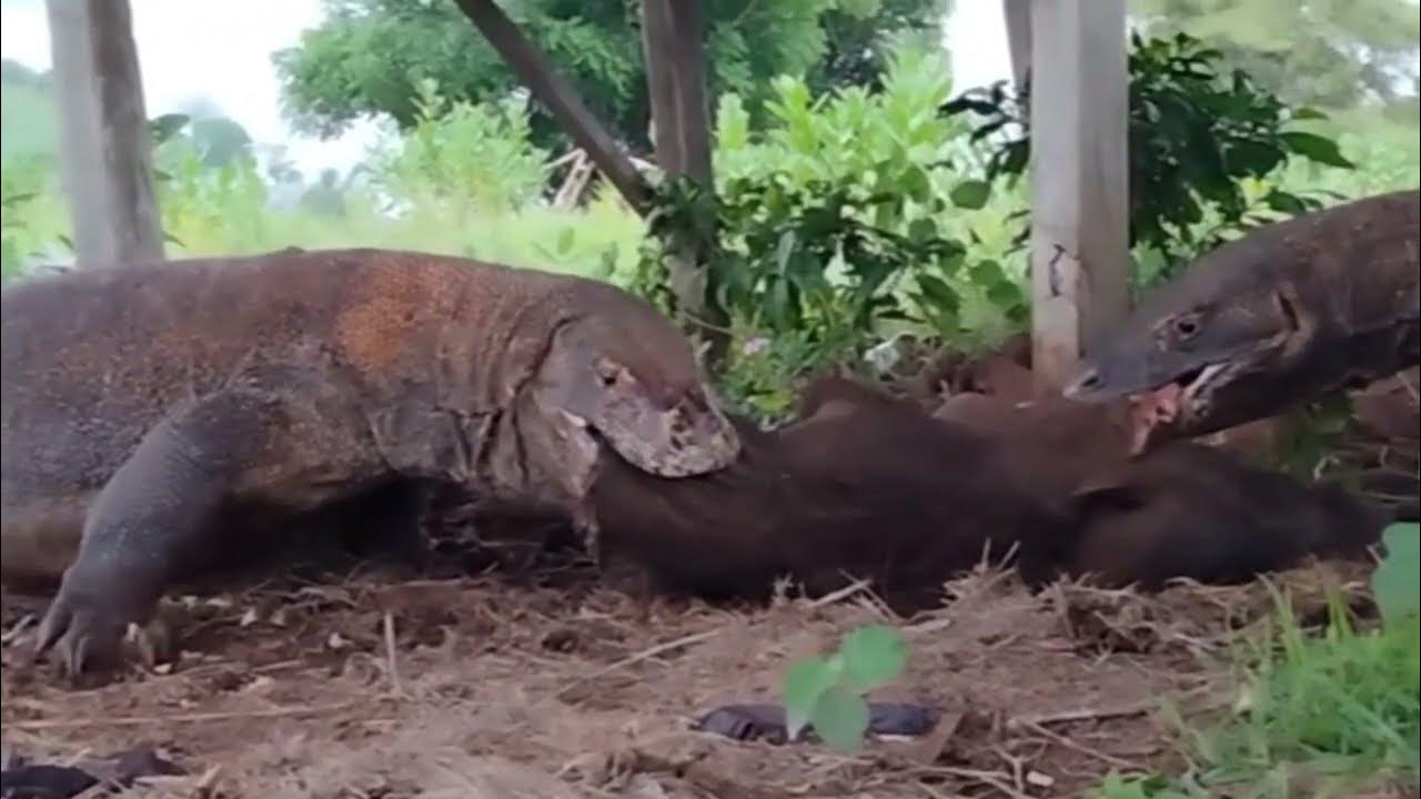 😱Komodo dragon fight over who eats the most wild boar meat - YouTube