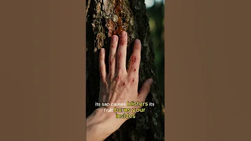 The Most Dangerous Tree On Earth You Ve Probably Walked By It 