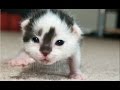 Cute Newborn Kittens Learning To Walk Compilation || NEW HD