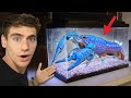 GIANT BLUE LOBSTER For My AQUARIUM!! ... (ultimate crayfish tank ) 😳