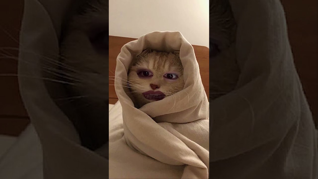 20251108 배너 성국 인스타그램라이브(자기 전 고양이) Instagram Live #VANNER #VVS