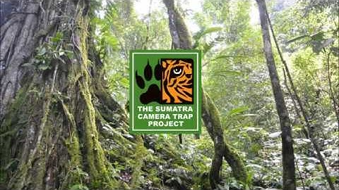 Sumatran Clouded Leopard (Neofilis diardi diardi)