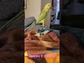 Indian Ringneck Parrot WORDS? "Pickles" 6 months