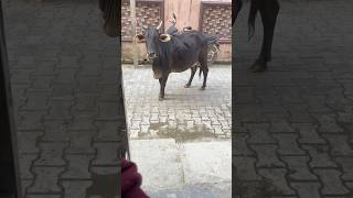 Feeding Hungry Cow Comes To My Home #youtube #youtubeshorts #shorts #trending #cow #animals