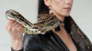 Little Big Snake-  Snake in Dream - (Snake in Dreams) Snake animals