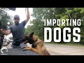 Importing Protection Dogs