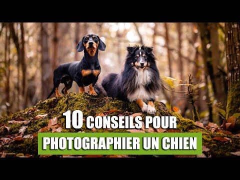 Vidéo: Comment prendre de meilleures photos de votre chien