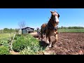 Amish Farm Equipment Sharing // Disking the Garden with a Single Belgian Horse