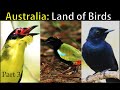 Top Birds of Australia: Part 3