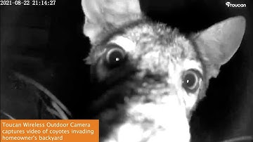 Toucan Wireless Outdoor Camera captures video of coyotes invading homeowner