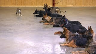 Best Protection Dog? Male VS Female Working As A Protection Dogs Master Trainer David Harris Says...