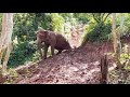 Elephant Slide Down From The Hill - ElephantNews