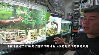 異型魚專題,星海爭霸,水族缸裡面的異型魚台中臥龍水族,小螺哥