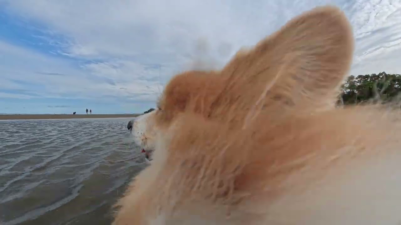 Insta360 X5: Dog POV at the beach