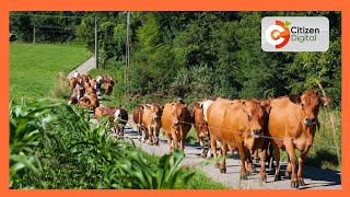 Smart Farm | Farmer in Siaya practicing mixed livestock farming