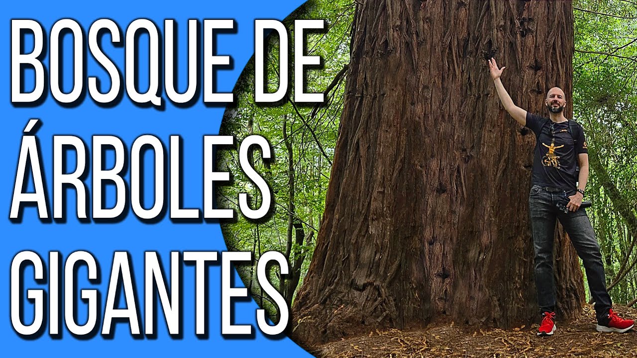 😱😍😱 TE SENTIRÁS PEQUEÑO EN ESTE BOSQUE DE SECUOYAS GIGANTES 😱😍😱CABEZÓN DE LA SAL CANTABRIA ✅⬅️