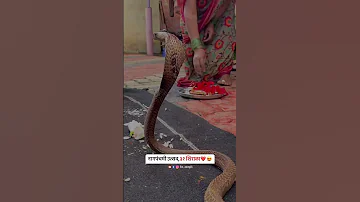 32 Shirala Sangli Sangli Sanglikar Nagpanchami Shirala 