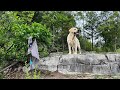 The Forest Lookout Belongs to This Labrador