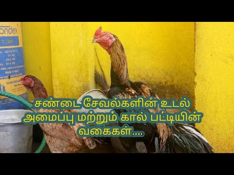 சண்டை சேவல்களின் உடல் அமைப்பு மற்றும் கால் பட்டியின் வகைகள்