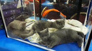 Выставка животных : кошки , собаки....... Выставка животных : кошки , собаки.......