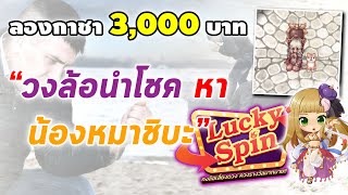 ลองกาชา 3,000 บาท วงล้อ Lucky Spin ตามหา น้องหมาชิบะ! | Ragnarok Online Gravity (RO GGT) screenshot 5