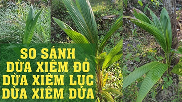 #82 | SO SÁNH DỪA XIÊM ĐỎ, XIÊM LỤC, DỪA DỨA | DỪA NÀO LỚN NHANH HƠN | KHẮC DUY TV