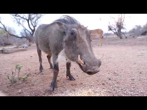 عادات الأكل عند الخنزير ماذا يأكل وكيف يأكل