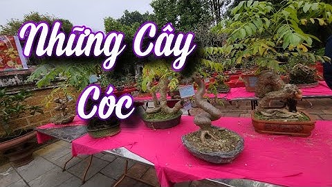 SH.6852. Anh này có bộ sưu tập 7 cây Cóc cũng hay đấy các bác.