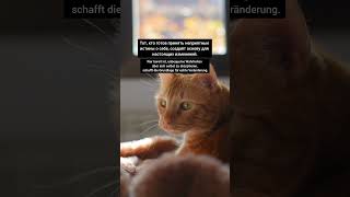 картинка: #deutsch #немецкий #германия #deutschlernen #funny #trending #katze #shorts