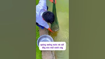 Hay quá! Lồng lưới bát quái bắt cá cua lươn....