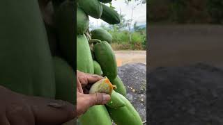 Panen Pepaya Terkecil Di Dunia