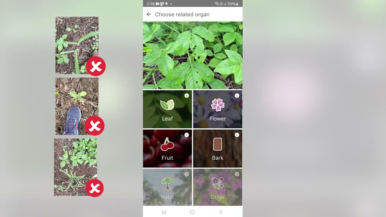 Pl@ntNet Mobile App tutorial video
