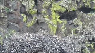 05/29/24 Golden Eagle Nest MP 4 Yakima Cyn Rd Wa 9193-161