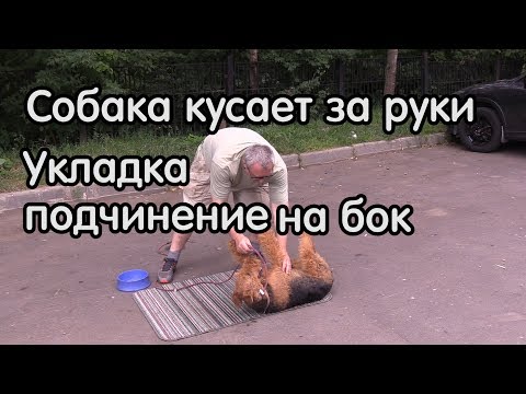 Собака кусает за руки, коррекция, принуждение в позу подчинения