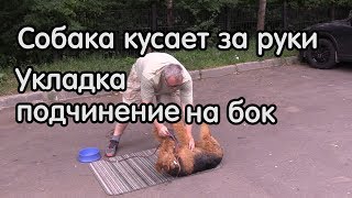 Собака кусает за руки, коррекция, принуждение в позу подчинения